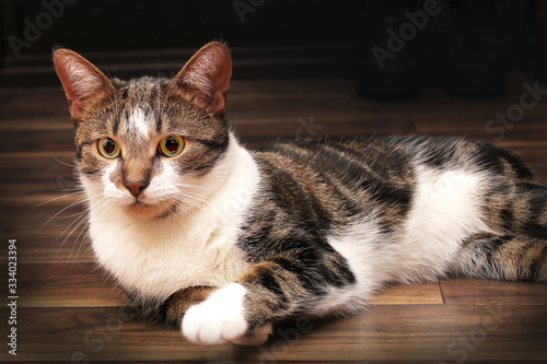 Motley cat lying on a wooden floor