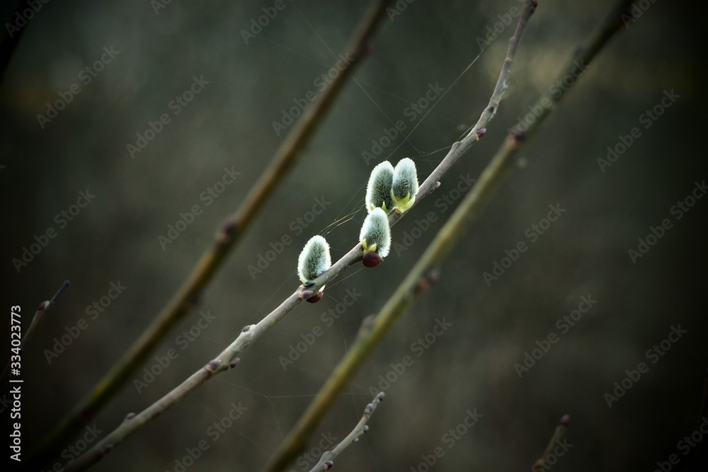 spring, tree, nature, branch, willow, green, bud, plant, twig, leaf, wire, barbed, fence, season, macro, white, growth, new, flower, life, forest, blossom, easter, natural, close-up spring, tree, nature, branch, willow, green, bud, plant, twig, leaf, wire, barbed, fence, season, macro, white, growth, new, flower, life, forest, blossom, easter, natural, close-up