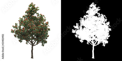 Front view of tree (Cordia Sebestena) png with alpha channel to cutout made with 3D render