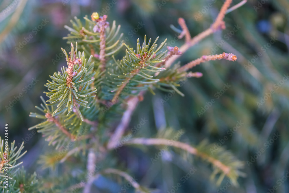 spruce branches (Picea) closeup, beautiful green spruce with the blurred background - Image spruce branches (Picea) closeup, beautiful green spruce with the blurred background - Image