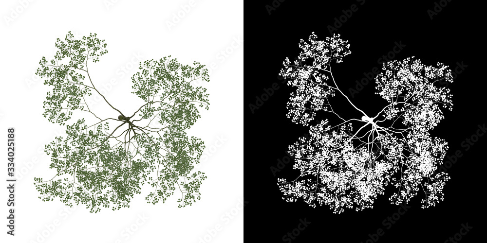 Top view of tree (Forest) png with alpha channel to cutout made with 3D ...