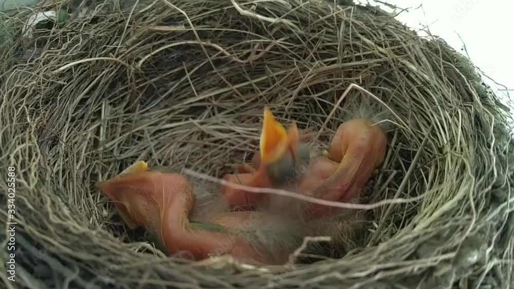 baby birds in nest baby birds in nest
