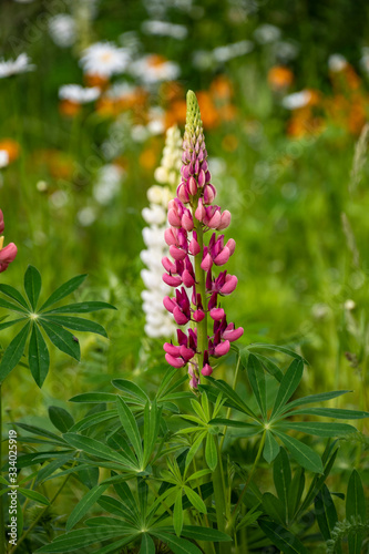 Blooming lupine flowers. A field of lupines. Pink and white lupine in meadow.