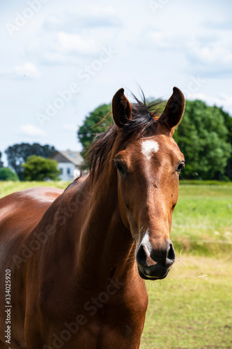 Brown horse in nature. Portrait of a brown horse. © britaseifert