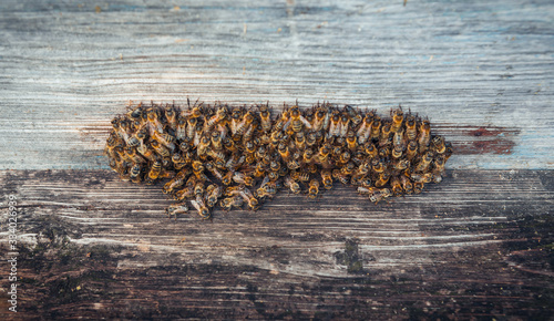 Honey bee in the entrance to a wooden beehive in the evening © Alexey Laputin