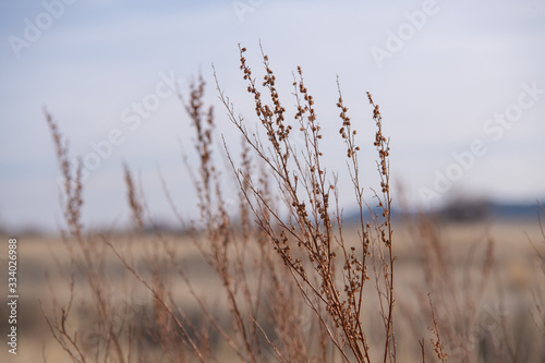Winter scene of grass and shrubs with mountains in distant background