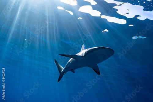 Photo A reef shark swims overhead in sun rays
