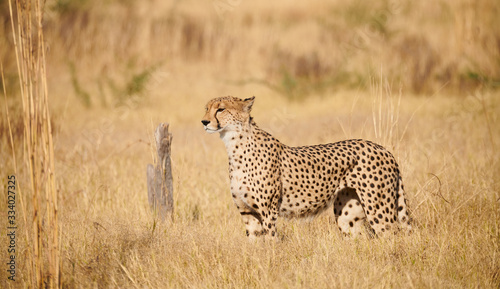 cheetah, (Acinonix jubatus)
