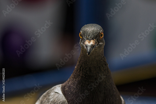 The rock dove, rock pigeon, or common pigeon (Columba livia) is a member of the bird family Columbidae (doves and pigeons). photo