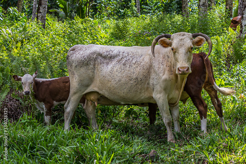 Cattle, or cows, are the most common type of large domesticated ungulates. © DmitriiK