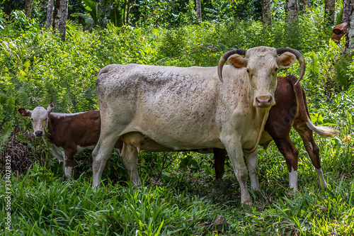 Cattle, or cows, are the most common type of large domesticated ungulates.