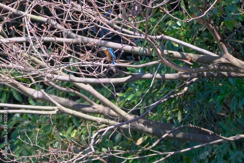 kingfisher on branch © Matthewadobe