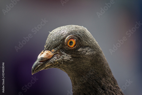 The rock dove, rock pigeon, or common pigeon (Columba livia) is a member of the bird family Columbidae (doves and pigeons).