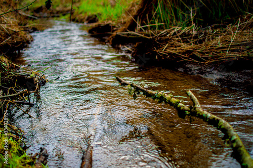 stream in the forest