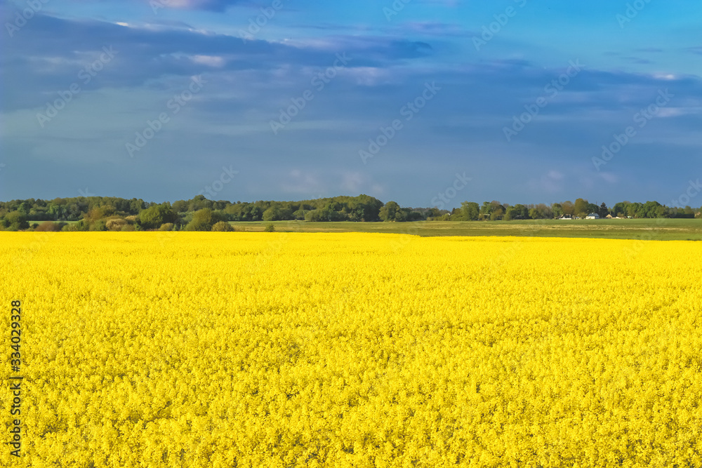 Incredible landscape with a yellow field of radish on a sunny day against the blue sky with clouds.