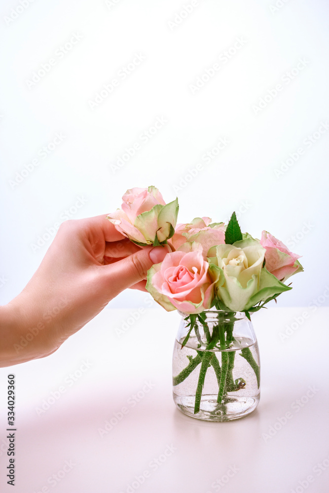 Obraz premium Bouquet of fresh spring pink roses on white. Woman hand holding rose, placing in vase.