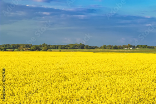 Incredible landscape with a yellow field of radish on a sunny day against the blue sky with clouds.