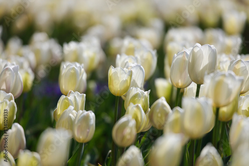 チューリップの花畑