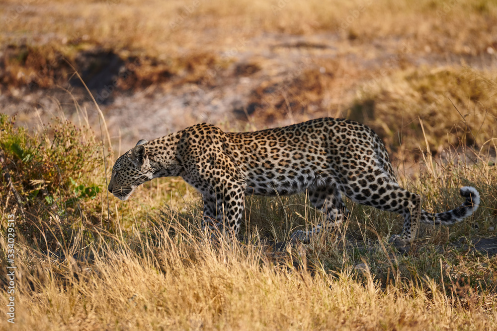 Obraz premium Young leopard (Panthera pardus) walking.