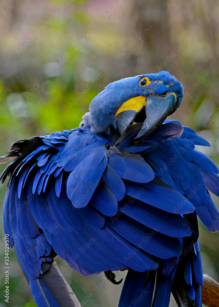Obraz premium Blue Hyacinth Macaw parrot grooming feathers with bokeh background