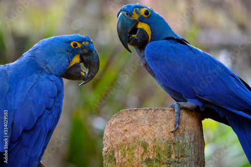 Pair of Blue Hyacinth Macaw Parrots sitting together with green bokeh background