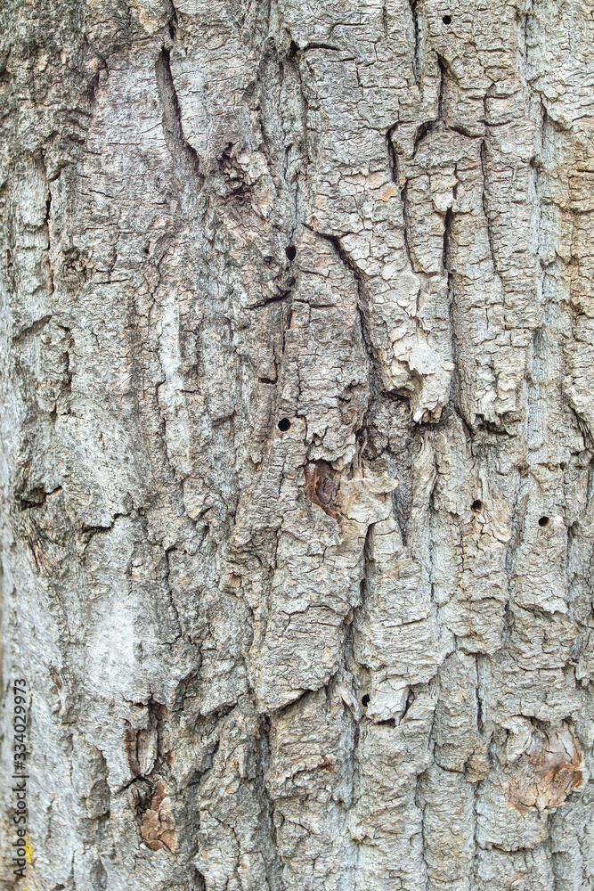 Volumetric textured bark of an old tree Volumetric textured bark of an old tree