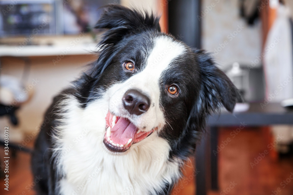 Stay home. Funny portrait of cute smilling puppy dog border collie indoors. New lovely member of family little dog at home gazing and waiting. Pet care and animal life quarantine concept.