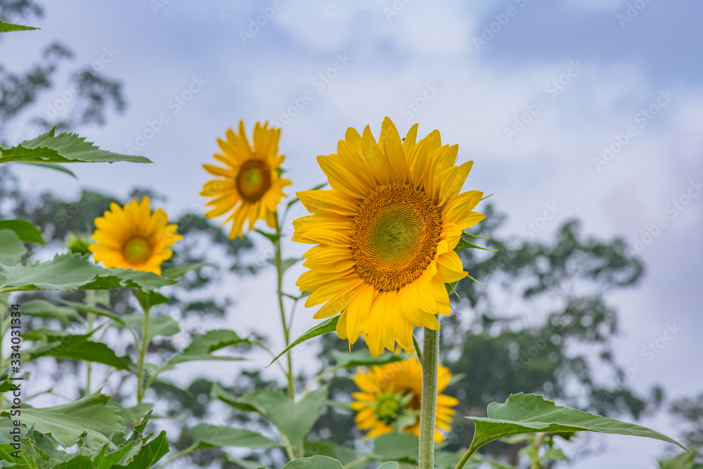 Sunflowers ready to harvest