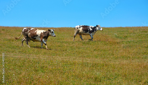 Fototapeta Naklejka Na Ścianę i Meble -  two cows in a field