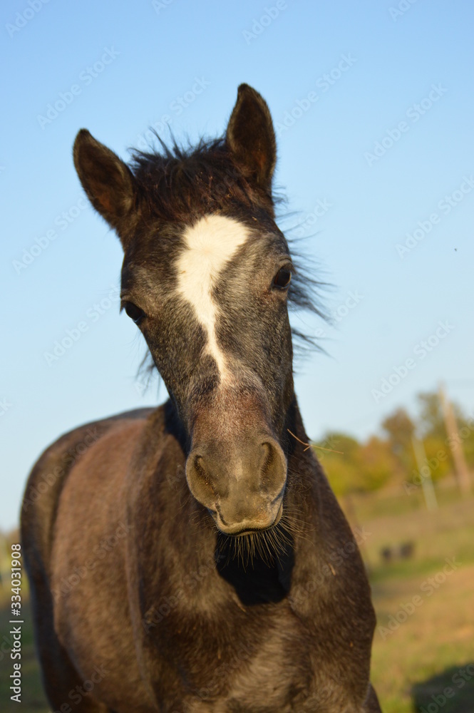 Obraz premium Pouliche connemara au pré