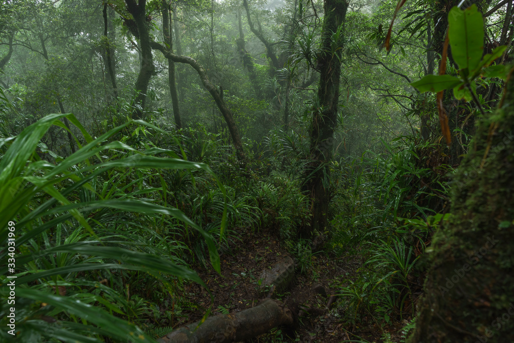 Obraz premium Views to dense jungle while descending Rajabasa Volcano in South Sumatra