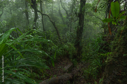 Fototapeta Naklejka Na Ścianę i Meble -  Views to dense jungle while descending Rajabasa Volcano in South Sumatra