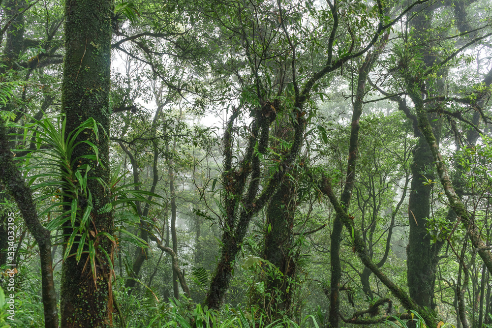 Vibrant green flora enjoyed in Rajabasa volcano or gunung Raja Basa Vibrant green flora enjoyed in Rajabasa volcano or gunung Raja Basa