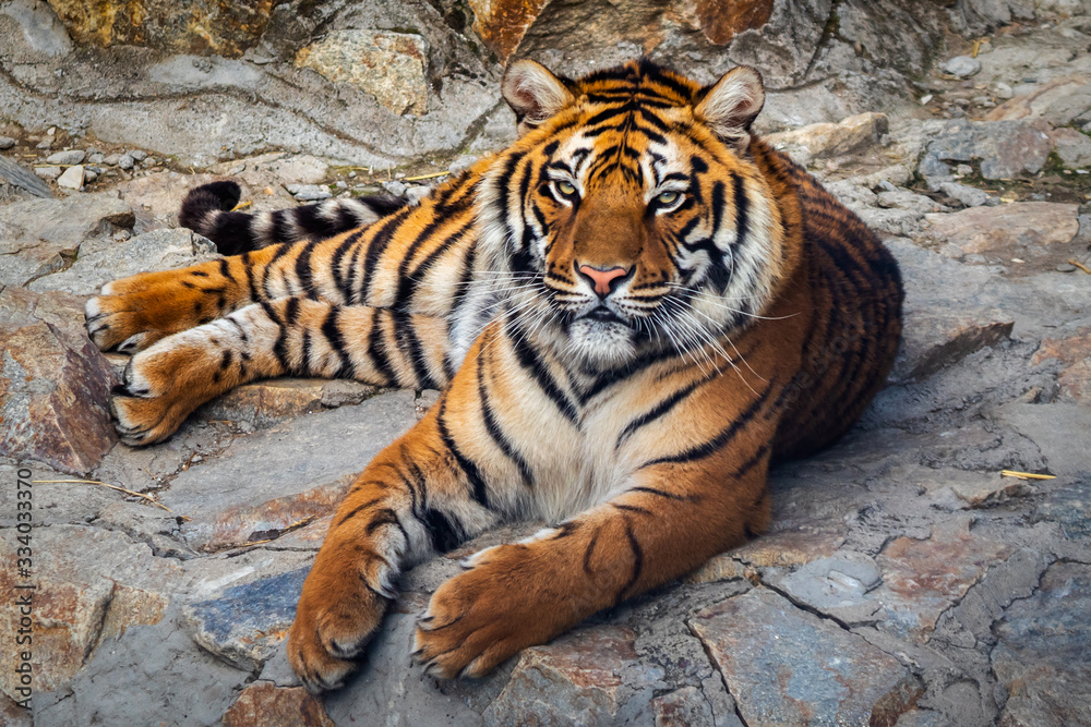 Fototapeta premium Tiger lying on a stone in the zoo