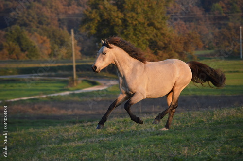 Obraz na płótnie Poney au galop dans un pré