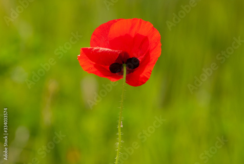 Flor de amapola (Papaver rhoeas).