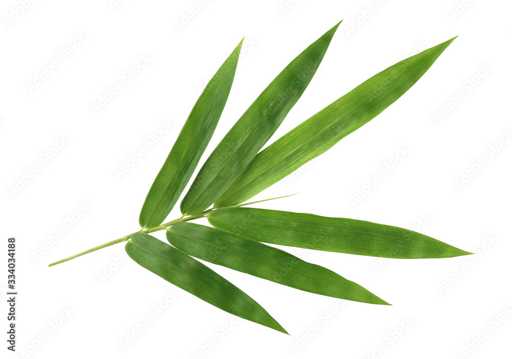 Fresh bamboo leaves isolated on white background. - obrazy, fototapety, plakaty 