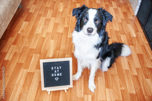 Stay home. Funny portrait of cute puppy dog with letter board inscription STAY AT HOME word sitting on floor. New lovely member of family little dog at home indoors. Pet care quarantine concept.