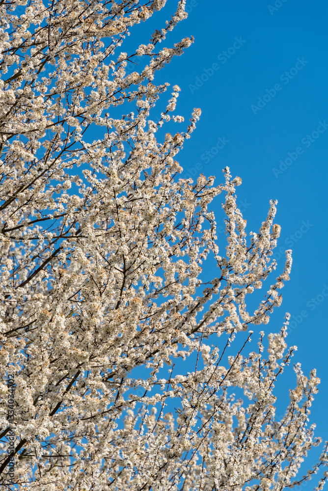 White blossoms on an ornamental tree against a clear blue sky White blossoms on an ornamental tree against a clear blue sky