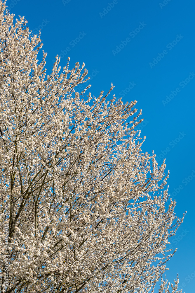 White blossoms on an ornamental tree against a clear blue sky