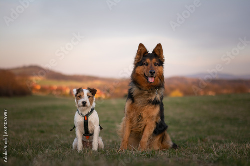 Parson Russell Terrier and Bohemian Shepherd Portrait