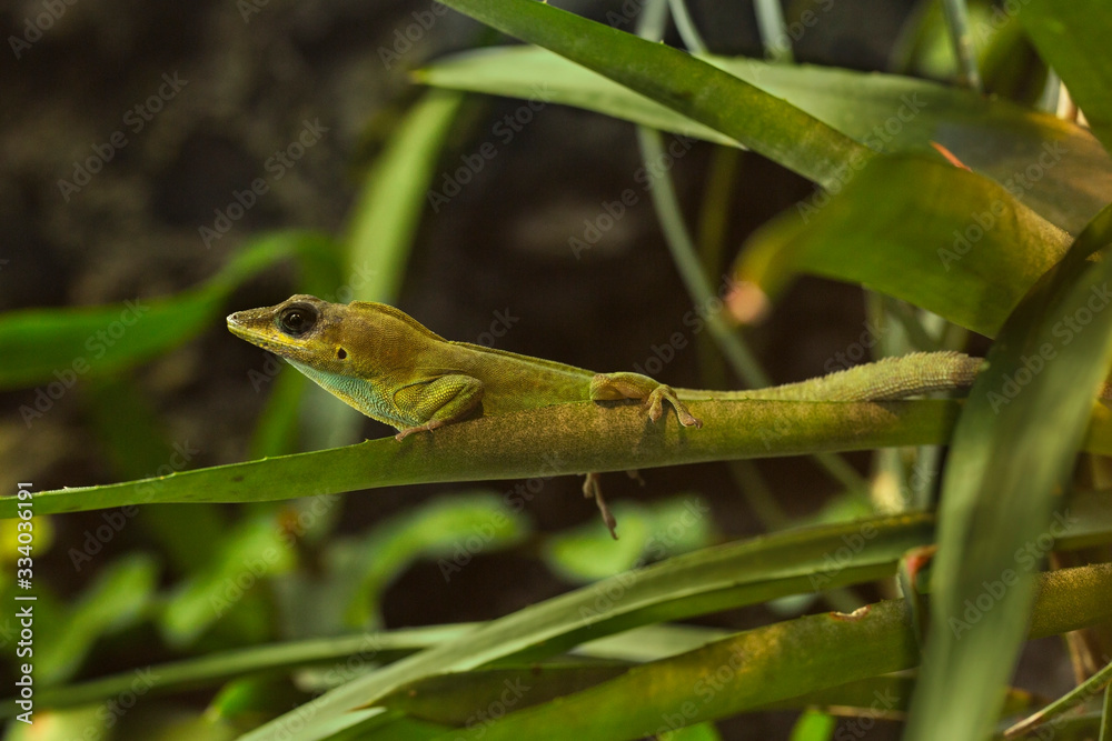 Saint Vincent's bush anole or the Trinidad anole (Anolis trinitatis). Saint Vincent's bush anole or the Trinidad anole (Anolis trinitatis).