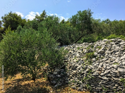 A view of olive trees planted on a rocky terrace on the island of Korcula, in Croatia.