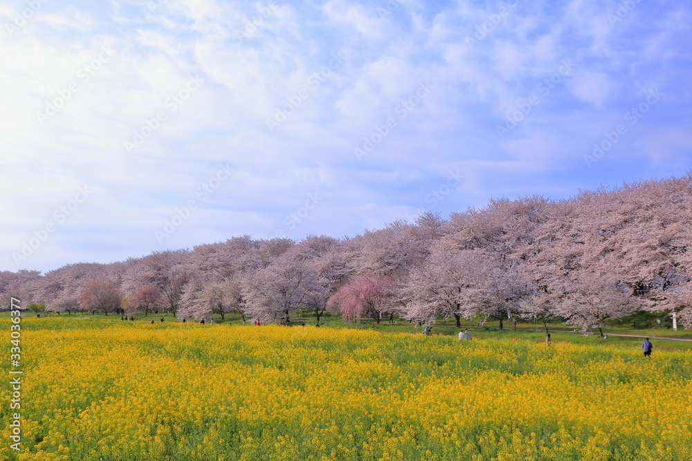 権現堂桜堤の満開の桜と菜の花 ( 埼玉県 幸手市 )