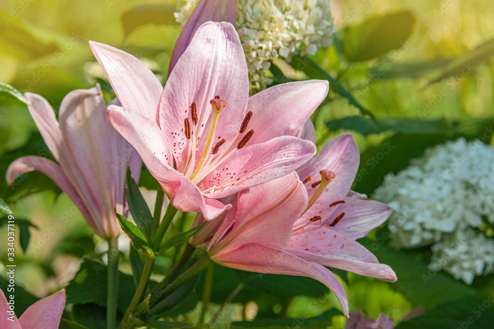 pink beautiful Lily close-up on a Sunny summer day. natural floral background pink beautiful Lily close-up on a Sunny summer day. natural floral background