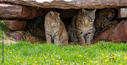 Bobcats looking out of rock structure