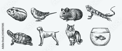 Hand-drawn sketch of domestic animals set on a white background. Set consists of hamster, guinea pig, lizard, turtle, dog, cat, tank with fish, parrot