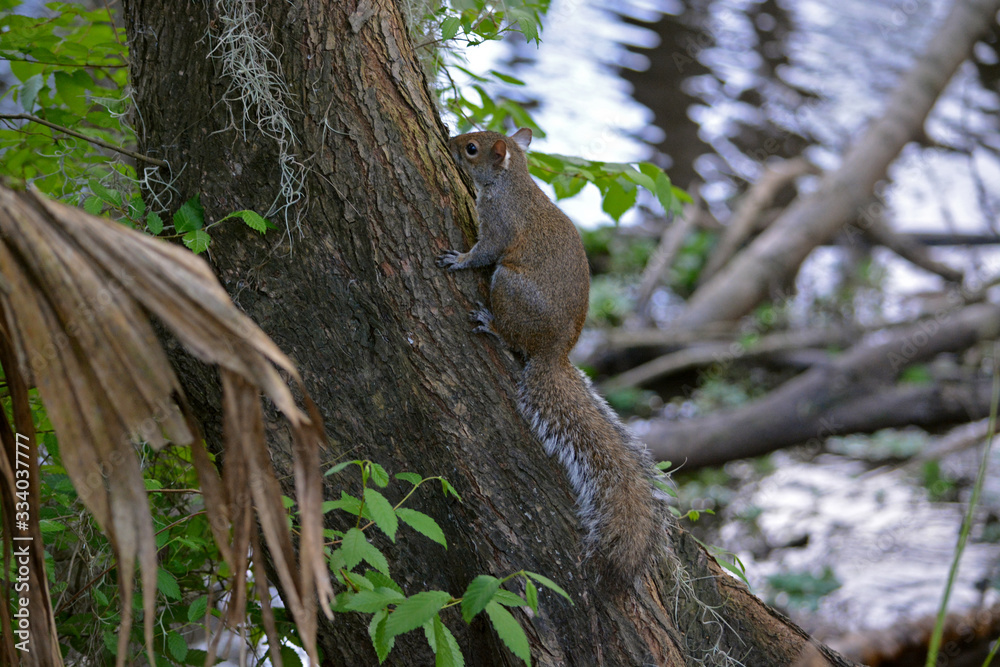 Squirrel climbing tree in Florida wetlands landscape, small cute wild rodent Squirrel climbing tree in Florida wetlands landscape, small cute wild rodent