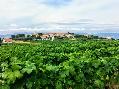 A view of a sprawling wine vineyard growing the local grk grapes with the small town of Lumbarda in the background, on Korcula island in Croatia. photo