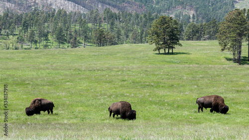 Bison in mountains